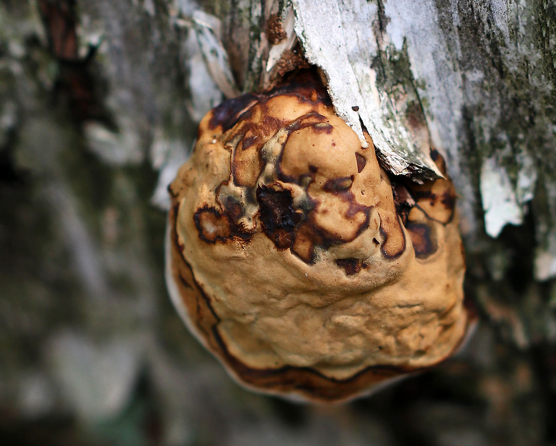 Fomes excavatus Amorphic to hoof-shaped fruiting bodies<br />
<br />
Habitat: Rotting yellow birch logs in a mixed forest<br />
<br />
*F. excavatus is a sister species of F. fomentarius Fall,Fomes excavatus,Geotagged,United States,fomes