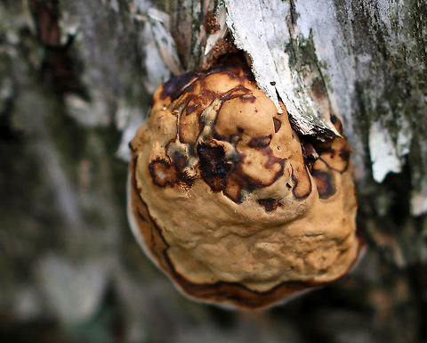 Fomes excavatus Amorphic to hoof-shaped fruiting bodies

Habitat: Rotting yellow birch logs in a mixed forest

*F. excavatus is a sister species of F. fomentarius Fall,Fomes excavatus,Geotagged,United States,fomes