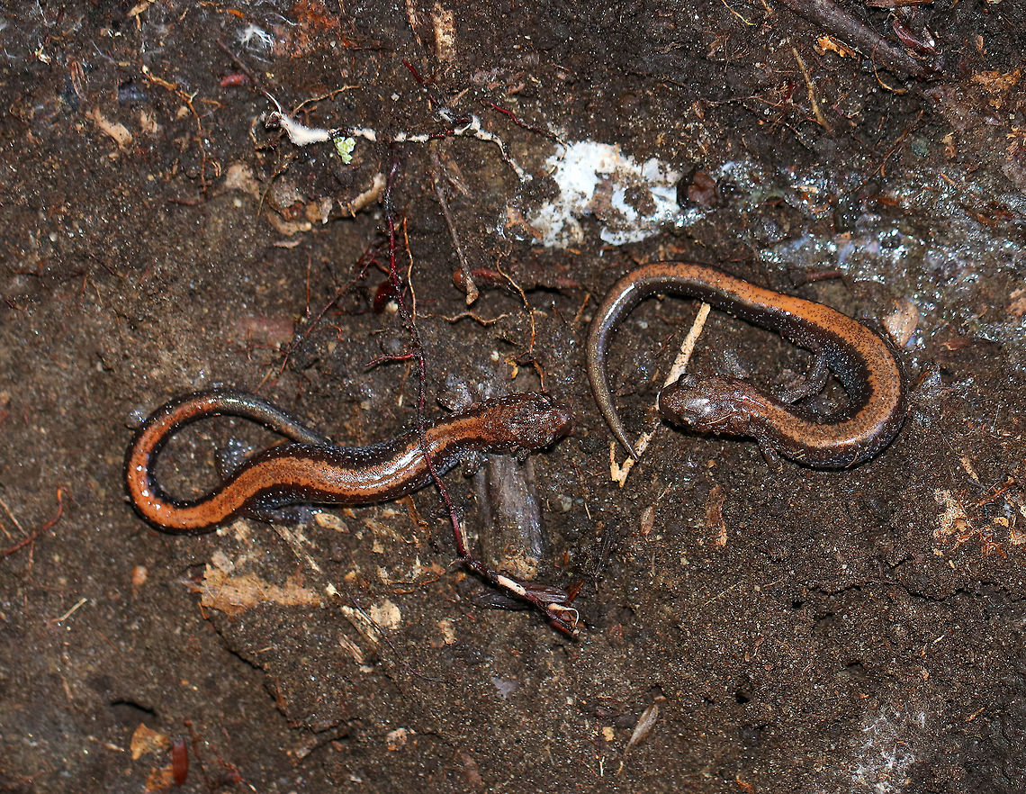 Red-backed Salamander - Plethodon cinereus I wonder what they&#039;re chatting about?<br />
<br />
Habitat: Leaf litter in a mixed forest Fall,Geotagged,Plethodon cinereus,Red- backed salamander,United States,plethodon,salamander