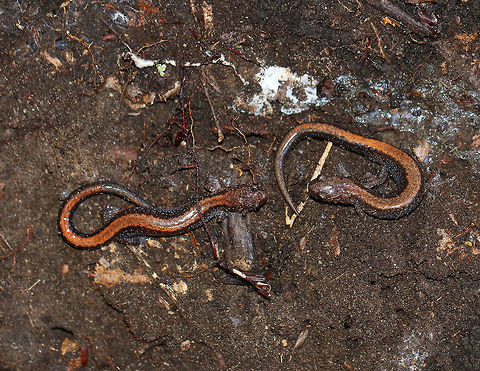 Red-backed Salamander - Plethodon cinereus I wonder what they're chatting about?

Habitat: Leaf litter in a mixed forest Fall,Geotagged,Plethodon cinereus,Red- backed salamander,United States,plethodon,salamander