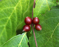 Amur Honeysuckle - Lonicera maackii This plant is highly invasive and is prohibited for sale or distribution in Connecticut. Yet, I found it growing at a local audubon center.<br />
<br />
Habitat: Growing near a large pond<br />
https://www.jungledragon.com/image/75584/amur_honeysuckle_-_lonicera_maackii.html<br />
<br />
Immature, green berries on the same plant, about a month earlier:<br />
https://www.jungledragon.com/image/72831/amur_honeysuckle_-_lonicera_maackii.html <br />
 Amur Honeysuckle,Fall,Geotagged,Lonicera maackii,United States
