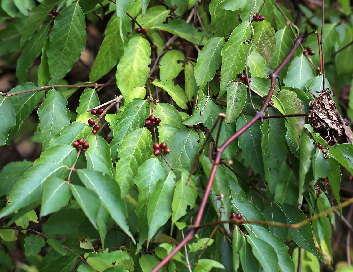 Amur Honeysuckle - Lonicera maackii This plant is highly invasive and is prohibited for sale or distribution in Connecticut. Yet, I found it growing at a local audubon center.<br />
<br />
Habitat: Growing near a large pond<br />
<figure class="photo"><a href="https://www.jungledragon.com/image/75583/amur_honeysuckle_-_lonicera_maackii.html" title="Amur Honeysuckle - Lonicera maackii"><img src="https://s3.amazonaws.com/media.jungledragon.com/images/3232/75583_thumb.jpg?AWSAccessKeyId=05GMT0V3GWVNE7GGM1R2&Expires=1767225610&Signature=dZ7prvAvJqAZXKZgM%2BeMykSHB3Y%3D" width="200" height="160" alt="Amur Honeysuckle - Lonicera maackii This plant is highly invasive and is prohibited for sale or distribution in Connecticut. Yet, I found it growing at a local audubon center.<br />
<br />
Habitat: Growing near a large pond<br />
https://www.jungledragon.com/image/75584/amur_honeysuckle_-_lonicera_maackii.html<br />
<br />
Immature, green berries on the same plant, about a month earlier:<br />
https://www.jungledragon.com/image/72831/amur_honeysuckle_-_lonicera_maackii.html <br />
 Amur Honeysuckle,Fall,Geotagged,Lonicera maackii,United States" /></a></figure> Amur Honeysuckle,Fall,Geotagged,Lonicera maackii,United States