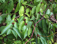 Amur Honeysuckle - Lonicera maackii This plant is highly invasive and is prohibited for sale or distribution in Connecticut. Yet, I found it growing at a local audubon center.<br />
<br />
Habitat: Growing near a large pond<br />
https://www.jungledragon.com/image/75583/amur_honeysuckle_-_lonicera_maackii.html Amur Honeysuckle,Fall,Geotagged,Lonicera maackii,United States