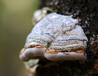 Tinder Conk - Fomes excavatus In the photo, you can see a younger conk growing under the older one (which is on top).<br />
<br />
This species is well known for its helpfulness in making fire by using the amadou, which is the spongy inner part of the fungus that makes an amazing tinder. In order to get the amadou, the fungus must first be removed from the tree, the hard outer layer scraped off, and then thin strips of the inner spongy layer cut for use as tinder.<br />
https://www.jungledragon.com/image/75591/tinder_conk_-_fomes_excavatus.html Fall,Fomes excavatus,Geotagged,United States,fomes