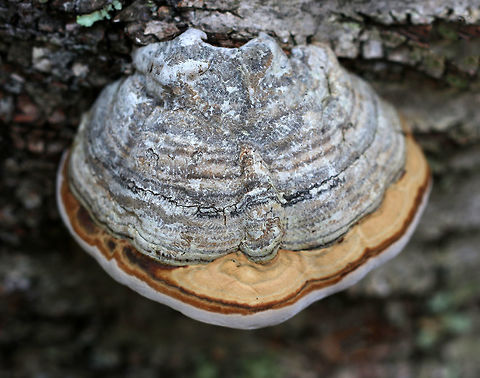Tinder Conk - Fomes excavatus In the photo, you can see a younger conk growing under the older one (which is on top).

If you zoom in, you'll notice trails of short, parallel lines. These trails were made by the radula of a slug (or snail) who was scraping at the surface of the fungus - probably scraping algae off.

This species is well known for its helpfulness in making fire by using the amadou, which is the spongy inner part of the fungus that makes an amazing tinder. In order to get the amadou, the fungus must first be removed from the tree, the hard outer layer scraped off, and then thin strips of the inner spongy layer cut for use as tinder.
https://www.jungledragon.com/image/75590/tinder_conk_-_fomes_excavatus.html Fall,Fomes excavatus,Geotagged,United States,fomes