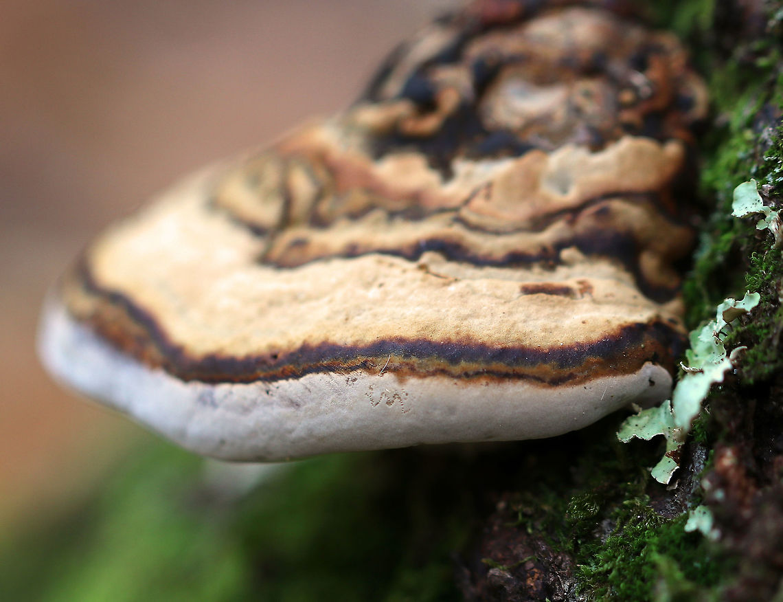Tinder Conk - Fomes excavatus Habitat: Rotting yellow birch logs in a mixed forest<br />
<br />
*F. excavatus is a sister species of F. fomentarius Fall,Fomes excavatus,Geotagged,United States,fomes