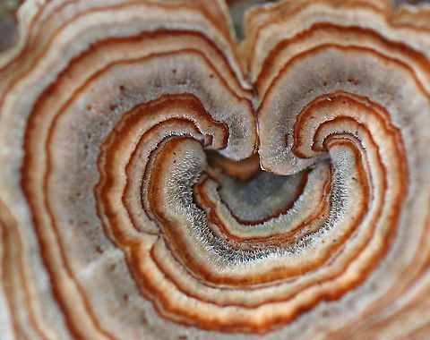 Turkey Tail - Trametes versicolor Habitat: Growing on rotting wood in a deciduous forest Fall,Geotagged,Trametes versicolor,United States