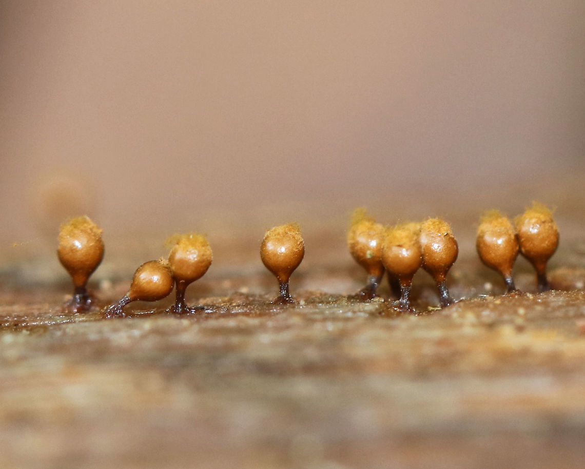 Yellow Fuzz Cone Slime - Hemitrichia clavata This is the sporangia stage, which is characterized by yellow goblets on top of brown stalks with fluffy, yellow spores coming out of the goblets that had opened. They were 2-3 mm tall.<br />
<br />
Habitat: Growing on rotting, decorticated logs in a deciduous forest<br />
<figure class="photo"><a href="https://www.jungledragon.com/image/75684/yellow_fuzz_cone_slime_-_hemitrichia_clavata.html" title="Yellow Fuzz Cone Slime - Hemitrichia clavata"><img src="https://s3.amazonaws.com/media.jungledragon.com/images/3232/75684_thumb.jpg?AWSAccessKeyId=05GMT0V3GWVNE7GGM1R2&Expires=1767225610&Signature=1Ce6CQKtFjCNXAPzplHiZ82VRKc%3D" width="200" height="162" alt="Yellow Fuzz Cone Slime - Hemitrichia clavata This is the sporangia stage, which is characterized by yellow goblets on top of brown stalks with fluffy, yellow spores coming out of the goblets that had opened. They were 2-3 mm tall.<br />
<br />
Habitat: Growing on rotting, decorticated logs in a deciduous forest<br />
https://www.jungledragon.com/image/75683/yellow_fuzz_cone_slime_-_hemitrichia_clavata.html<br />
https://www.jungledragon.com/image/75685/yellow_fuzz_cone_slime_-_hemitrichia_clavata.html Fall,Geotagged,Hemitrichia clavata,United States" /></a></figure><br />
<figure class="photo"><a href="https://www.jungledragon.com/image/75685/yellow_fuzz_cone_slime_-_hemitrichia_clavata.html" title="Yellow Fuzz Cone Slime - Hemitrichia clavata"><img src="https://s3.amazonaws.com/media.jungledragon.com/images/3232/75685_thumb.jpg?AWSAccessKeyId=05GMT0V3GWVNE7GGM1R2&Expires=1767225610&Signature=1W4IzD0HDHUvaWyqv5pS2WxvavY%3D" width="200" height="158" alt="Yellow Fuzz Cone Slime - Hemitrichia clavata This is the sporangia stage, which is characterized by yellow goblets on top of brown stalks with fluffy, yellow spores coming out of the goblets that had opened. They were 2-3 mm tall.<br />
<br />
Habitat: Growing on rotting, decorticated logs in a deciduous forest<br />
https://www.jungledragon.com/image/75683/yellow_fuzz_cone_slime_-_hemitrichia_clavata.html<br />
https://www.jungledragon.com/image/75684/yellow_fuzz_cone_slime_-_hemitrichia_clavata.html Fall,Geotagged,Hemitrichia clavata,United States" /></a></figure> Fall,Geotagged,Hemitrichia clavata,Trichia decipiens,United States,slime mold