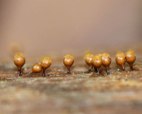 Yellow Fuzz Cone Slime - Hemitrichia clavata This is the sporangia stage, which is characterized by yellow goblets on top of brown stalks with fluffy, yellow spores coming out of the goblets that had opened. They were 2-3 mm tall.

Habitat: Growing on rotting, decorticated logs in a deciduous forest
https://www.jungledragon.com/image/75684/yellow_fuzz_cone_slime_-_hemitrichia_clavata.html
https://www.jungledragon.com/image/75685/yellow_fuzz_cone_slime_-_hemitrichia_clavata.html Fall,Geotagged,Hemitrichia clavata,Trichia decipiens,United States,slime mold