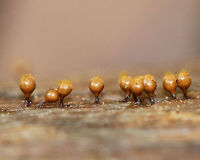 Yellow Fuzz Cone Slime - Hemitrichia clavata This is the sporangia stage, which is characterized by yellow goblets on top of brown stalks with fluffy, yellow spores coming out of the goblets that had opened. They were 2-3 mm tall.<br />
<br />
Habitat: Growing on rotting, decorticated logs in a deciduous forest<br />
https://www.jungledragon.com/image/75684/yellow_fuzz_cone_slime_-_hemitrichia_clavata.html<br />
https://www.jungledragon.com/image/75685/yellow_fuzz_cone_slime_-_hemitrichia_clavata.html Fall,Geotagged,Hemitrichia clavata,Trichia decipiens,United States,slime mold