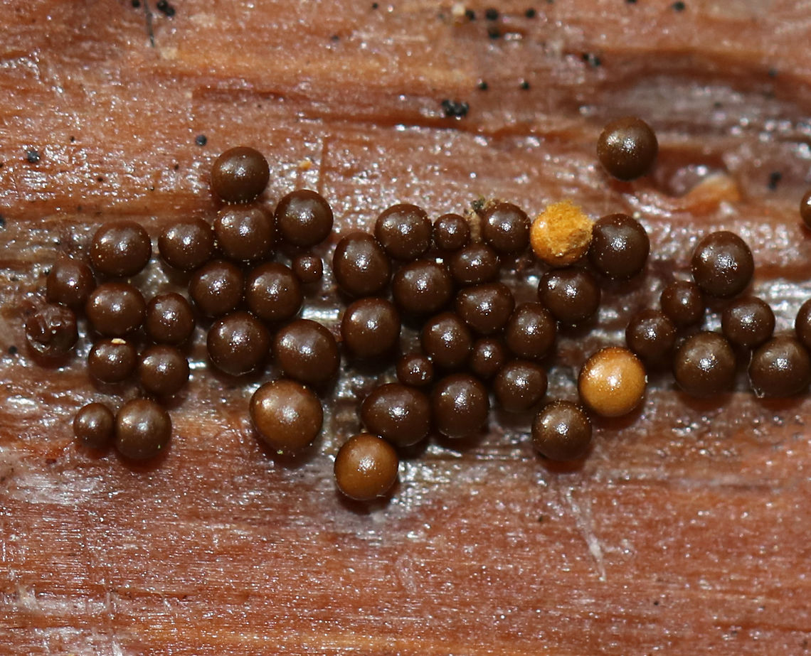Yellow Fuzz Cone Slime - Hemitrichia clavata This is the sporangia stage, which is characterized by yellow goblets on top of brown stalks with fluffy, yellow spores coming out of the goblets that had opened. They were 2-3 mm tall.<br />
<br />
Habitat: Growing on rotting, decorticated logs in a deciduous forest<br />
<figure class="photo"><a href="https://www.jungledragon.com/image/75683/yellow_fuzz_cone_slime_-_hemitrichia_clavata.html" title="Yellow Fuzz Cone Slime - Hemitrichia clavata"><img src="https://s3.amazonaws.com/media.jungledragon.com/images/3232/75683_thumb.jpg?AWSAccessKeyId=05GMT0V3GWVNE7GGM1R2&Expires=1759968010&Signature=9sCNQz224RTpcu5UE6r%2BgY1sMP4%3D" width="200" height="162" alt="Yellow Fuzz Cone Slime - Hemitrichia clavata This is the sporangia stage, which is characterized by yellow goblets on top of brown stalks with fluffy, yellow spores coming out of the goblets that had opened. They were 2-3 mm tall.<br />
<br />
Habitat: Growing on rotting, decorticated logs in a deciduous forest<br />
https://www.jungledragon.com/image/75684/yellow_fuzz_cone_slime_-_hemitrichia_clavata.html<br />
https://www.jungledragon.com/image/75685/yellow_fuzz_cone_slime_-_hemitrichia_clavata.html Fall,Geotagged,Hemitrichia clavata,Trichia decipiens,United States,slime mold" /></a></figure><br />
<figure class="photo"><a href="https://www.jungledragon.com/image/75685/yellow_fuzz_cone_slime_-_hemitrichia_clavata.html" title="Yellow Fuzz Cone Slime - Hemitrichia clavata"><img src="https://s3.amazonaws.com/media.jungledragon.com/images/3232/75685_thumb.jpg?AWSAccessKeyId=05GMT0V3GWVNE7GGM1R2&Expires=1759968010&Signature=2n2HxvKEerOwPxmXEvD9NnF%2BgB4%3D" width="200" height="158" alt="Yellow Fuzz Cone Slime - Hemitrichia clavata This is the sporangia stage, which is characterized by yellow goblets on top of brown stalks with fluffy, yellow spores coming out of the goblets that had opened. They were 2-3 mm tall.<br />
<br />
Habitat: Growing on rotting, decorticated logs in a deciduous forest<br />
https://www.jungledragon.com/image/75683/yellow_fuzz_cone_slime_-_hemitrichia_clavata.html<br />
https://www.jungledragon.com/image/75684/yellow_fuzz_cone_slime_-_hemitrichia_clavata.html Fall,Geotagged,Hemitrichia clavata,United States" /></a></figure> Fall,Geotagged,Hemitrichia clavata,United States