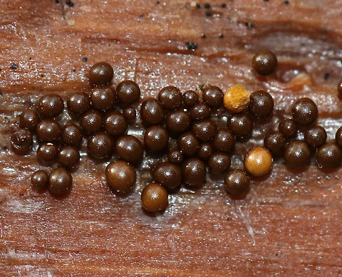 Yellow Fuzz Cone Slime - Hemitrichia clavata This is the sporangia stage, which is characterized by yellow goblets on top of brown stalks with fluffy, yellow spores coming out of the goblets that had opened. They were 2-3 mm tall.

Habitat: Growing on rotting, decorticated logs in a deciduous forest
https://www.jungledragon.com/image/75683/yellow_fuzz_cone_slime_-_hemitrichia_clavata.html
https://www.jungledragon.com/image/75685/yellow_fuzz_cone_slime_-_hemitrichia_clavata.html Fall,Geotagged,Hemitrichia clavata,United States