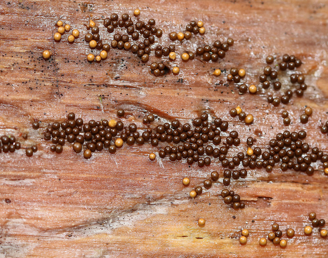Yellow Fuzz Cone Slime - Hemitrichia clavata This is the sporangia stage, which is characterized by yellow goblets on top of brown stalks with fluffy, yellow spores coming out of the goblets that had opened. They were 2-3 mm tall.<br />
<br />
Habitat: Growing on rotting, decorticated logs in a deciduous forest<br />
<figure class="photo"><a href="https://www.jungledragon.com/image/75683/yellow_fuzz_cone_slime_-_hemitrichia_clavata.html" title="Yellow Fuzz Cone Slime - Hemitrichia clavata"><img src="https://s3.amazonaws.com/media.jungledragon.com/images/3232/75683_thumb.jpg?AWSAccessKeyId=05GMT0V3GWVNE7GGM1R2&Expires=1763596810&Signature=2MzPWyl7OhaUSxew23l1Fj6z7nM%3D" width="200" height="162" alt="Yellow Fuzz Cone Slime - Hemitrichia clavata This is the sporangia stage, which is characterized by yellow goblets on top of brown stalks with fluffy, yellow spores coming out of the goblets that had opened. They were 2-3 mm tall.<br />
<br />
Habitat: Growing on rotting, decorticated logs in a deciduous forest<br />
https://www.jungledragon.com/image/75684/yellow_fuzz_cone_slime_-_hemitrichia_clavata.html<br />
https://www.jungledragon.com/image/75685/yellow_fuzz_cone_slime_-_hemitrichia_clavata.html Fall,Geotagged,Hemitrichia clavata,Trichia decipiens,United States,slime mold" /></a></figure><br />
<figure class="photo"><a href="https://www.jungledragon.com/image/75684/yellow_fuzz_cone_slime_-_hemitrichia_clavata.html" title="Yellow Fuzz Cone Slime - Hemitrichia clavata"><img src="https://s3.amazonaws.com/media.jungledragon.com/images/3232/75684_thumb.jpg?AWSAccessKeyId=05GMT0V3GWVNE7GGM1R2&Expires=1763596810&Signature=wlj8lfniyJ%2B%2Fn178VxSxDiGK7ek%3D" width="200" height="162" alt="Yellow Fuzz Cone Slime - Hemitrichia clavata This is the sporangia stage, which is characterized by yellow goblets on top of brown stalks with fluffy, yellow spores coming out of the goblets that had opened. They were 2-3 mm tall.<br />
<br />
Habitat: Growing on rotting, decorticated logs in a deciduous forest<br />
https://www.jungledragon.com/image/75683/yellow_fuzz_cone_slime_-_hemitrichia_clavata.html<br />
https://www.jungledragon.com/image/75685/yellow_fuzz_cone_slime_-_hemitrichia_clavata.html Fall,Geotagged,Hemitrichia clavata,United States" /></a></figure> Fall,Geotagged,Hemitrichia clavata,United States