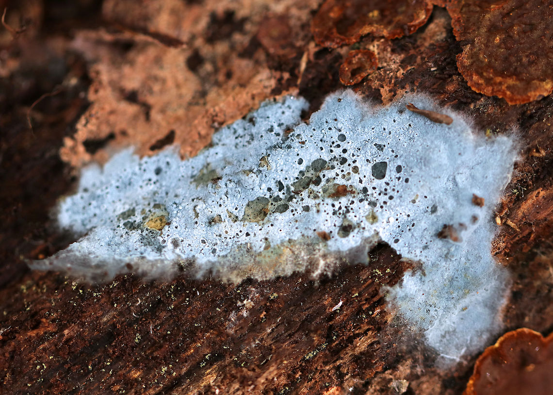 Crust Fungus - Byssocorticium sp. It wasn't as blue or fuzzy as I usually find. <br />
<br />
Unfortunately, the species cannot be determined without microscopy.<br />
<br />
Habitat: Deciduous forest. Byssocorticium,Fall,Geotagged,United States,fungus