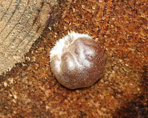 Reticularia splendens Shiny, tough, brown outer surface with a brown interior spore mass.

Habitat: Cut logs
https://www.jungledragon.com/image/75688/reticularia_splendens.html Fall,Geotagged,Reticularia,Reticularia splendens,United States,slime mold