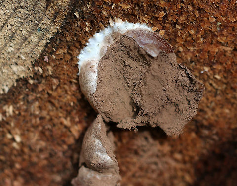 Reticularia splendens Shiny, tough, brown outer surface with a brown interior spore mass.

Habitat: Cut logs
https://www.jungledragon.com/image/75687/reticularia_splendens.html Fall,Geotagged,Reticularia splendens,United States