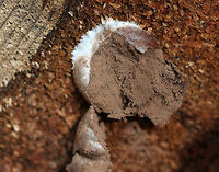Reticularia splendens Shiny, tough, brown outer surface with a brown interior spore mass.<br />
<br />
Habitat: Cut logs<br />
https://www.jungledragon.com/image/75687/reticularia_splendens.html Fall,Geotagged,Reticularia splendens,United States