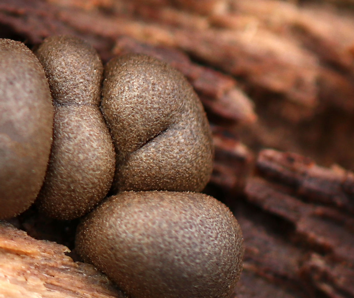 Wolf's Milk Slime Mold - Lycogala epidendrum This slime mold has an awesome texture!<br />
<br />
Habitat: Rotting wood in a mixed forest Fall,Geotagged,Lycogala epidendrum,United States,Wolf's milk,slime mold