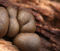 Wolf's Milk Slime Mold - Lycogala epidendrum This slime mold has an awesome texture!<br />
<br />
Habitat: Rotting wood in a mixed forest Fall,Geotagged,Lycogala epidendrum,United States,Wolf's milk,slime mold