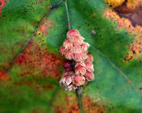 Galls on Oak (Quercus sp.) Maybe Andricus sp. or Callirhytis sp.<br />
<br />
Habitat: Oak tree bordering a meadow<br />
https://www.jungledragon.com/image/75722/galls_on_oak_quercus_sp.html Fall,Geotagged,United States,galls