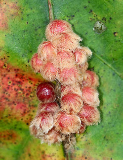 Galls on Oak (Quercus sp.) Maybe Andricus sp. or Callirhytis sp.

Habitat: Oak tree bordering a meadow
https://www.jungledragon.com/image/75721/galls_on_oak_quercus_sp.html Fall,Geotagged,United States,galls