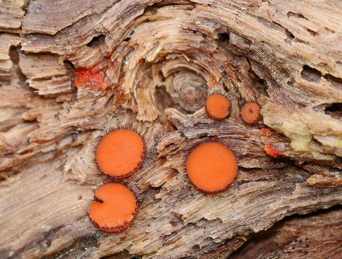 Molly Eye-Winker - Scutellinia scutellata Tiny, stalkless, orange cup fungi that were 3-5 mm in size. The outer edges of the fruiting bodies were covered with a fringe of long, dark hairs that resemble eyelashes. <br />
<br />
Habitat: They were growing in a small cluster on rotting wood Eyelash cup,Fall,Geotagged,Molly Eye-winjer,Scutellinia scutellata,United States,scutellinia