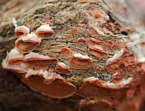 Trembling Phlebia - Phlebia tremellosa Fruiting bodies: 3-7 cm wide; upper edges forming a woolly cap; flesh was gelatinous; undersurface wrinkled with no distinct pores; stem absent

Habitat: Growing on rotting wood in a mixed forest Fall,Geotagged,Jelly Rot,Phlebia tremellosa,United States