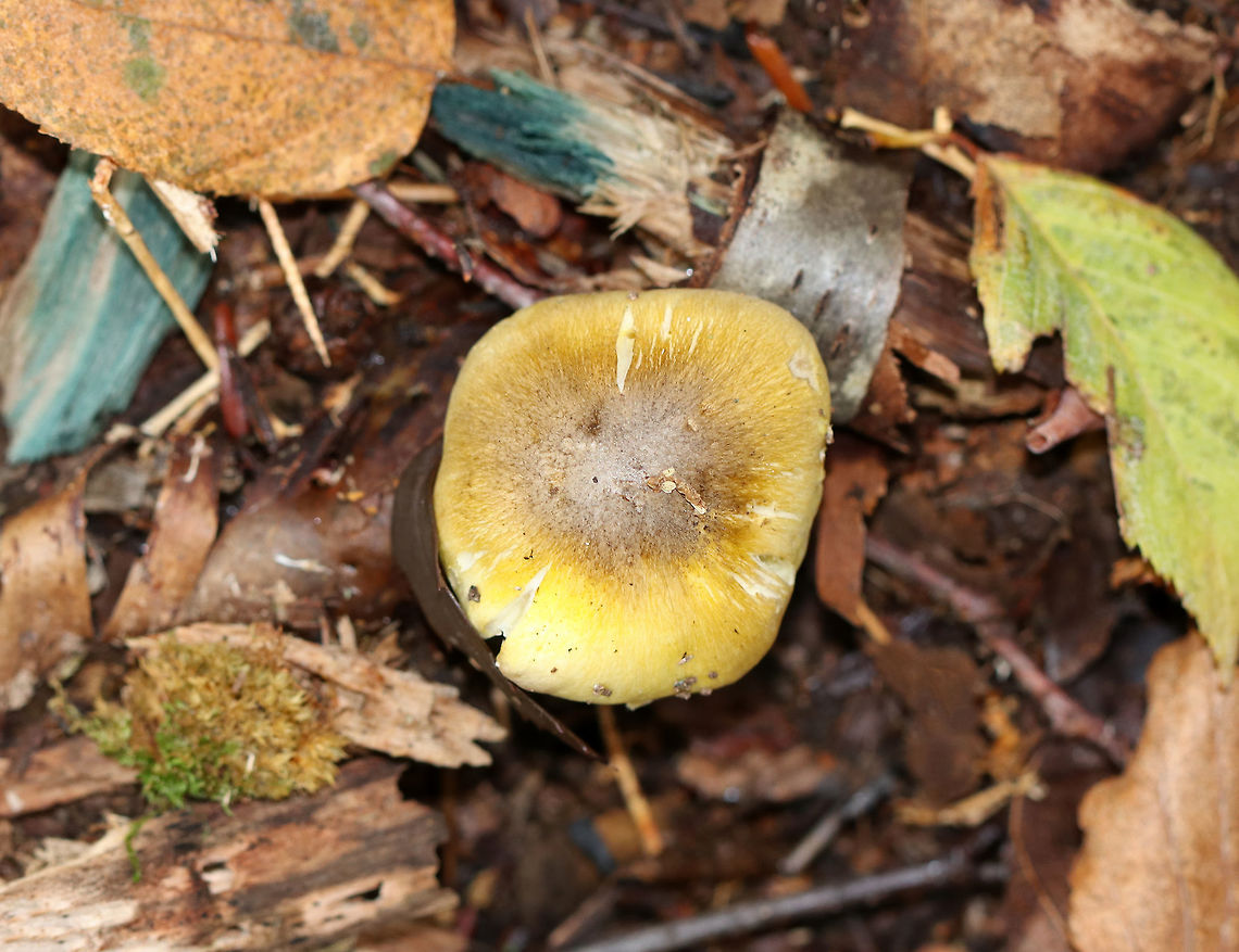 Tricholoma sejunctum <br />
Yellow cap that was about 6 cm diameter, flat with a central knob, slightly sticky, with appressed fibers. The gills were white with a yellow tint. The stipe was mostly white.<br />
<br />
Habitat: Growing in a mixed forest with mostly oak, birch, beech, and eastern hemlock. Fall,Geotagged,Tricholoma,Tricholoma sejunctum,United States,mushroom