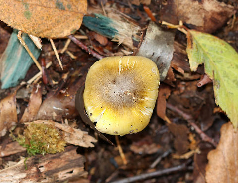 Tricholoma sejunctum 
Yellow cap that was about 6 cm diameter, flat with a central knob, slightly sticky, with appressed fibers. The gills were white with a yellow tint. The stipe was mostly white.

Habitat: Growing in a mixed forest with mostly oak, birch, beech, and eastern hemlock. Fall,Geotagged,Tricholoma,Tricholoma sejunctum,United States,mushroom