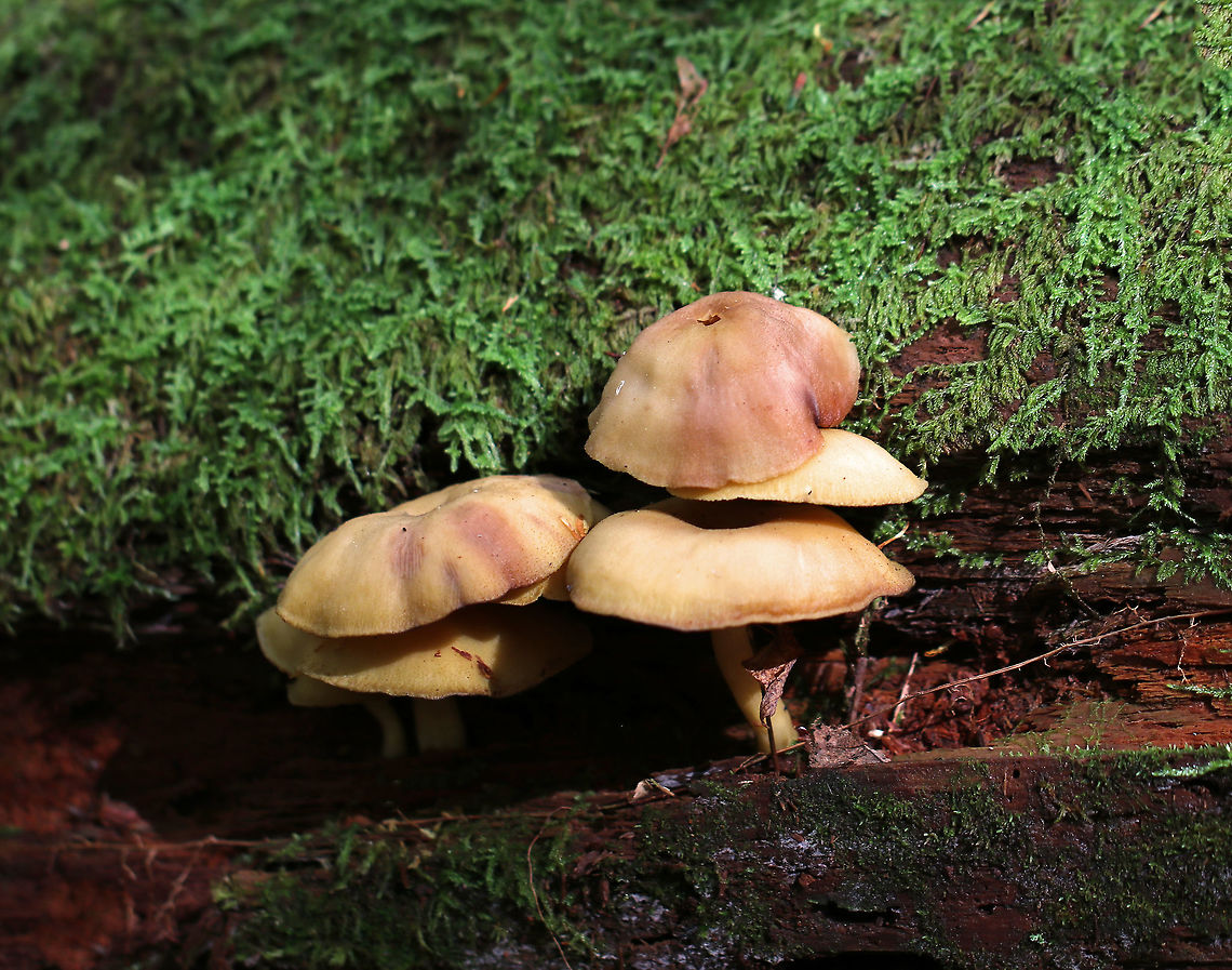 Callistosporium luteo-olivaceum Cap: 4 cm; planoconvex; brownish yellow<br />
<br />
Gills: Yellow; attached; frequent short gills<br />
<br />
Stem: Yellowish; bald; grooved; white basal mycelium<br />
<br />
Habitat: Deadwood in a mixed forest<br />
<figure class="photo"><a href="https://www.jungledragon.com/image/75727/callistosporium_luteo-olivaceum.html" title="Callistosporium luteo-olivaceum"><img src="https://s3.amazonaws.com/media.jungledragon.com/images/3232/75727_thumb.jpg?AWSAccessKeyId=05GMT0V3GWVNE7GGM1R2&Expires=1767225610&Signature=ksEehmcmz9U2DGpAhDA0SOTmdgI%3D" width="124" height="152" alt="Callistosporium luteo-olivaceum Cap: 4 cm; planoconvex; brownish yellow<br />
<br />
Gills: Yellow; attached; frequent short gills<br />
<br />
Stem: Yellowish; bald; grooved; white basal mycelium<br />
<br />
Habitat: Deadwood in a mixed forest<br />
https://www.jungledragon.com/image/75726/callistosporium_luteo-olivaceum.html Callistosporium luteo-olivaceum,Fall,Geotagged,United States" /></a></figure> Callistosporium,Callistosporium luteo-olivaceum,Fall,Geotagged,United States