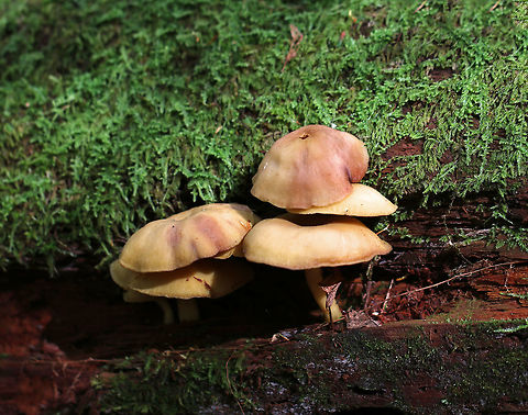 Callistosporium luteo-olivaceum Cap: 4 cm; planoconvex; brownish yellow

Gills: Yellow; attached; frequent short gills

Stem: Yellowish; bald; grooved; white basal mycelium

Habitat: Deadwood in a mixed forest
https://www.jungledragon.com/image/75727/callistosporium_luteo-olivaceum.html Callistosporium,Callistosporium luteo-olivaceum,Fall,Geotagged,United States