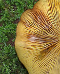 Callistosporium luteo-olivaceum Cap: 4 cm; planoconvex; brownish yellow<br />
<br />
Gills: Yellow; attached; frequent short gills<br />
<br />
Stem: Yellowish; bald; grooved; white basal mycelium<br />
<br />
Habitat: Deadwood in a mixed forest<br />
https://www.jungledragon.com/image/75726/callistosporium_luteo-olivaceum.html Callistosporium luteo-olivaceum,Fall,Geotagged,United States