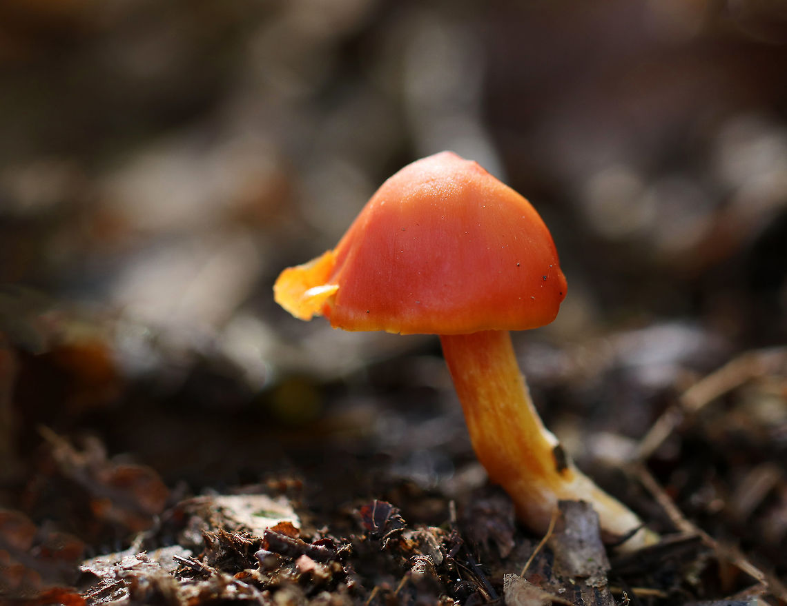 Hygrocybe squamulosa Cap was reddish orange, dry, and convex. The gills were attached to the stem, yellow, and had frequent short gills. The stipe was orange, dry (but a bit greasy), and had a white base. The cap was at least 35 mm in diameter.<br />
<br />
Habitat: Growing on the ground in a mixed forest. Fall,Geotagged,Hygrocybe squamulosa,United States