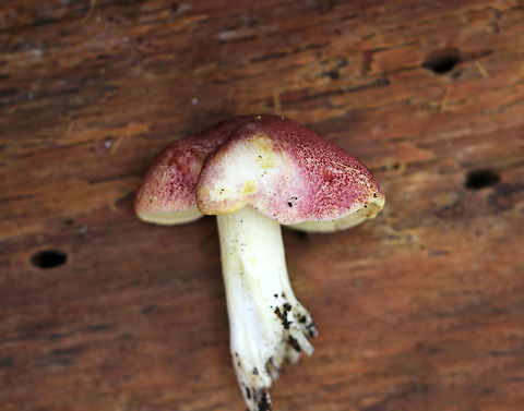 Plums and Custard - Tricholomopsis rutilans Cap: ~6 cm; broadly convex; dry; covered with reddish purple fibers with yellow ground color showing through.

Gills: Attached; close/crowded; yellow

Stem: Very pale yellowish white

Habitat: Rotting conifer
https://www.jungledragon.com/image/75730/plums_and_custard_-_tricholomopsis_rutilans.html Fall,Geotagged,Plums and Custard,Tricholomopsis,Tricholomopsis rutilans,United States,mushroom
