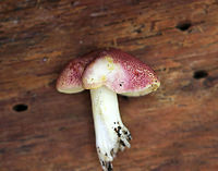 Plums and Custard - Tricholomopsis rutilans Cap: ~6 cm; broadly convex; dry; covered with reddish purple fibers with yellow ground color showing through.<br />
<br />
Gills: Attached; close/crowded; yellow<br />
<br />
Stem: Very pale yellowish white<br />
<br />
Habitat: Rotting conifer<br />
https://www.jungledragon.com/image/75730/plums_and_custard_-_tricholomopsis_rutilans.html Fall,Geotagged,Plums and Custard,Tricholomopsis,Tricholomopsis rutilans,United States,mushroom