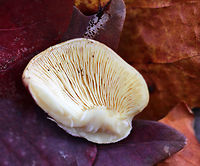 Plums and Custard - Tricholomopsis rutilans Cap: ~6 cm; broadly convex; dry; covered with reddish purple fibers with yellow ground color showing through.<br />
<br />
Gills: Attached; close/crowded; pale yellow<br />
<br />
Stem: Very pale yellowish white<br />
<br />
Habitat: Rotting conifer in a mixed forest<br />
https://www.jungledragon.com/image/75729/plums_and_custard_-_tricholomopsis_rutilans.html<br />
<br />
 Fall,Geotagged,Plums and Custard,Tricholomopsis rutilans,United States