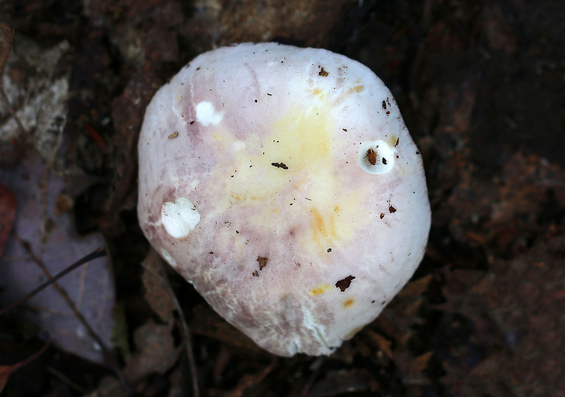 Crusty Russula - Russula crustosa Cap: 7 cm; broadly convex to nearly flat with a shallow, central depression; dry with cracks starting along the margins; lavender with brownish margins and yellow center<br />
<br />
Gills: Attached; crowded; forking; cream-colored<br />
<br />
Stem: white, dry, and smooth; brownish yellow discoloration at the base<br />
<br />
Habitat: Deciduous forest; growing under oak with beech and birch nearby<br />
<figure class="photo"><a href="https://www.jungledragon.com/image/75761/crusty_russula_-_russula_crustosa.html" title="Crusty Russula - Russula crustosa"><img src="https://s3.amazonaws.com/media.jungledragon.com/images/3232/75761_thumb.jpg?AWSAccessKeyId=05GMT0V3GWVNE7GGM1R2&Expires=1759968010&Signature=JwJ07r%2BCn%2FF0WOtpc6Am9hDrM%2B8%3D" width="200" height="150" alt="Crusty Russula - Russula crustosa Cap: 7 cm; broadly convex to nearly flat with a shallow, central depression; dry with cracks starting along the margins; lavender with brownish margins and yellow center<br />
<br />
Gills: Attached; crowded; forking; cream-colored<br />
<br />
Stem: white, dry, and smooth; brownish yellow discoloration at the base<br />
<br />
Habitat: Deciduous forest; growing under oak with beech and birch nearby<br />
https://www.jungledragon.com/image/75760/crusty_russula_-_russula_crustosa.html<br />
 Crusty Russula,Fall,Geotagged,Russula crustosa,United States" /></a></figure> Fall,Geotagged,Russula crustosa,United States,crusty russula,russula