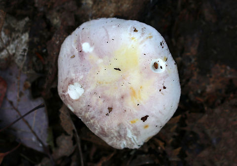 Crusty Russula - Russula crustosa Cap: 7 cm; broadly convex to nearly flat with a shallow, central depression; dry with cracks starting along the margins; lavender with brownish margins and yellow center

Gills: Attached; crowded; forking; cream-colored

Stem: white, dry, and smooth; brownish yellow discoloration at the base

Habitat: Deciduous forest; growing under oak with beech and birch nearby
https://www.jungledragon.com/image/75761/crusty_russula_-_russula_crustosa.html Fall,Geotagged,Russula crustosa,United States,crusty russula,russula