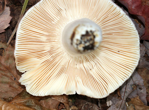 Crusty Russula - Russula crustosa Cap: 7 cm; broadly convex to nearly flat with a shallow, central depression; dry with cracks starting along the margins; lavender with brownish margins and yellow center

Gills: Attached; crowded; forking; cream-colored

Stem: white, dry, and smooth; brownish yellow discoloration at the base

Habitat: Deciduous forest; growing under oak with beech and birch nearby
https://www.jungledragon.com/image/75760/crusty_russula_-_russula_crustosa.html
 Crusty Russula,Fall,Geotagged,Russula crustosa,United States