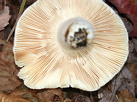 Crusty Russula - Russula crustosa Cap: 7 cm; broadly convex to nearly flat with a shallow, central depression; dry with cracks starting along the margins; lavender with brownish margins and yellow center<br />
<br />
Gills: Attached; crowded; forking; cream-colored<br />
<br />
Stem: white, dry, and smooth; brownish yellow discoloration at the base<br />
<br />
Habitat: Deciduous forest; growing under oak with beech and birch nearby<br />
https://www.jungledragon.com/image/75760/crusty_russula_-_russula_crustosa.html<br />
 Crusty Russula,Fall,Geotagged,Russula crustosa,United States