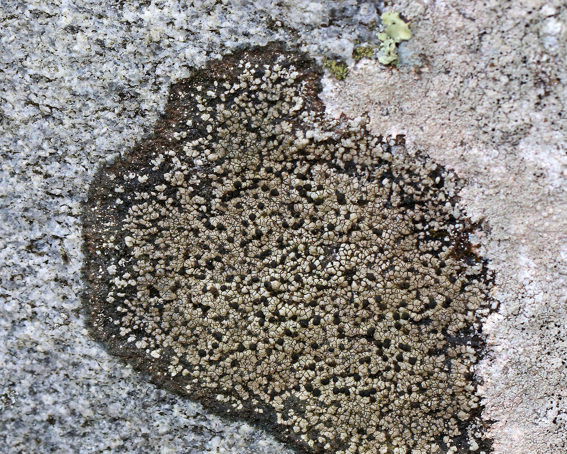Twin Map Lichen - Rhizocarpon geminatum Habitat: Growing on rocks beside a stream<br />
<figure class="photo"><a href="https://www.jungledragon.com/image/75765/twin_map_lichen_-_rhizocarpon_geminatum.html" title="Twin Map Lichen - Rhizocarpon geminatum"><img src="https://s3.amazonaws.com/media.jungledragon.com/images/3232/75765_thumb.jpg?AWSAccessKeyId=05GMT0V3GWVNE7GGM1R2&Expires=1769040010&Signature=pHet2D0ByPaUbqlpIzIBKQy16qs%3D" width="102" height="152" alt="Twin Map Lichen - Rhizocarpon geminatum Habitat: Growing on rocks beside a stream<br />
https://www.jungledragon.com/image/75763/twin_map_lichen_-_rhizocarpon_geminatum.html<br />
https://www.jungledragon.com/image/75762/twin_map_lichen_-_rhizocarpon_geminatum.html Fall,Geotagged,Rhizocarpon geminatum,Twin Map Lichen,United States" /></a></figure><br />
<figure class="photo"><a href="https://www.jungledragon.com/image/75763/twin_map_lichen_-_rhizocarpon_geminatum.html" title="Twin Map Lichen - Rhizocarpon geminatum"><img src="https://s3.amazonaws.com/media.jungledragon.com/images/3232/75763_thumb.jpg?AWSAccessKeyId=05GMT0V3GWVNE7GGM1R2&Expires=1769040010&Signature=WQvlgkKPccjYizdwYvsrZPICK%2BM%3D" width="200" height="166" alt="Twin Map Lichen - Rhizocarpon geminatum Habitat: Growing on rocks beside a stream<br />
https://www.jungledragon.com/image/75765/twin_map_lichen_-_rhizocarpon_geminatum.html<br />
https://www.jungledragon.com/image/75762/twin_map_lichen_-_rhizocarpon_geminatum.html Fall,Geotagged,Rhizocarpon geminatum,Twin Map Lichen,United States" /></a></figure> Fall,Geotagged,Rhizocarpon,Rhizocarpon geminatum,Twin Map Lichen,United States,lichen
