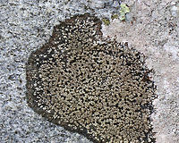 Twin Map Lichen - Rhizocarpon geminatum Habitat: Growing on rocks beside a stream<br />
https://www.jungledragon.com/image/75765/twin_map_lichen_-_rhizocarpon_geminatum.html<br />
https://www.jungledragon.com/image/75763/twin_map_lichen_-_rhizocarpon_geminatum.html Fall,Geotagged,Rhizocarpon,Rhizocarpon geminatum,Twin Map Lichen,United States,lichen