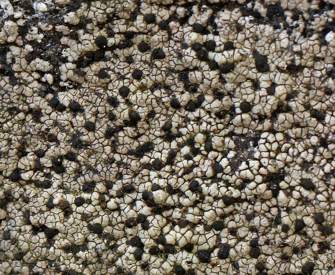 Twin Map Lichen - Rhizocarpon geminatum Habitat: Growing on rocks beside a stream<br />
<figure class="photo"><a href="https://www.jungledragon.com/image/75765/twin_map_lichen_-_rhizocarpon_geminatum.html" title="Twin Map Lichen - Rhizocarpon geminatum"><img src="https://s3.amazonaws.com/media.jungledragon.com/images/3232/75765_thumb.jpg?AWSAccessKeyId=05GMT0V3GWVNE7GGM1R2&Expires=1769040010&Signature=pHet2D0ByPaUbqlpIzIBKQy16qs%3D" width="102" height="152" alt="Twin Map Lichen - Rhizocarpon geminatum Habitat: Growing on rocks beside a stream<br />
https://www.jungledragon.com/image/75763/twin_map_lichen_-_rhizocarpon_geminatum.html<br />
https://www.jungledragon.com/image/75762/twin_map_lichen_-_rhizocarpon_geminatum.html Fall,Geotagged,Rhizocarpon geminatum,Twin Map Lichen,United States" /></a></figure><br />
<figure class="photo"><a href="https://www.jungledragon.com/image/75762/twin_map_lichen_-_rhizocarpon_geminatum.html" title="Twin Map Lichen - Rhizocarpon geminatum"><img src="https://s3.amazonaws.com/media.jungledragon.com/images/3232/75762_thumb.jpg?AWSAccessKeyId=05GMT0V3GWVNE7GGM1R2&Expires=1769040010&Signature=%2FvFqYb9SOnqyOimeLHcVha5ArFY%3D" width="200" height="162" alt="Twin Map Lichen - Rhizocarpon geminatum Habitat: Growing on rocks beside a stream<br />
https://www.jungledragon.com/image/75765/twin_map_lichen_-_rhizocarpon_geminatum.html<br />
https://www.jungledragon.com/image/75763/twin_map_lichen_-_rhizocarpon_geminatum.html Fall,Geotagged,Rhizocarpon,Rhizocarpon geminatum,Twin Map Lichen,United States,lichen" /></a></figure> Fall,Geotagged,Rhizocarpon geminatum,Twin Map Lichen,United States