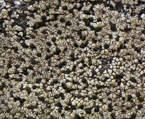 Twin Map Lichen - Rhizocarpon geminatum Habitat: Growing on rocks beside a stream
https://www.jungledragon.com/image/75765/twin_map_lichen_-_rhizocarpon_geminatum.html
https://www.jungledragon.com/image/75762/twin_map_lichen_-_rhizocarpon_geminatum.html Fall,Geotagged,Rhizocarpon geminatum,Twin Map Lichen,United States