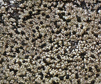 Twin Map Lichen - Rhizocarpon geminatum Habitat: Growing on rocks beside a stream<br />
https://www.jungledragon.com/image/75765/twin_map_lichen_-_rhizocarpon_geminatum.html<br />
https://www.jungledragon.com/image/75762/twin_map_lichen_-_rhizocarpon_geminatum.html Fall,Geotagged,Rhizocarpon geminatum,Twin Map Lichen,United States