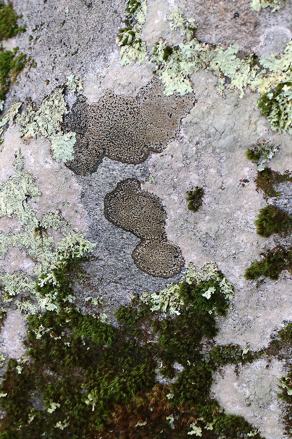 Twin Map Lichen - Rhizocarpon geminatum Habitat: Growing on rocks beside a stream<br />
<figure class="photo"><a href="https://www.jungledragon.com/image/75763/twin_map_lichen_-_rhizocarpon_geminatum.html" title="Twin Map Lichen - Rhizocarpon geminatum"><img src="https://s3.amazonaws.com/media.jungledragon.com/images/3232/75763_thumb.jpg?AWSAccessKeyId=05GMT0V3GWVNE7GGM1R2&Expires=1769040010&Signature=WQvlgkKPccjYizdwYvsrZPICK%2BM%3D" width="200" height="166" alt="Twin Map Lichen - Rhizocarpon geminatum Habitat: Growing on rocks beside a stream<br />
https://www.jungledragon.com/image/75765/twin_map_lichen_-_rhizocarpon_geminatum.html<br />
https://www.jungledragon.com/image/75762/twin_map_lichen_-_rhizocarpon_geminatum.html Fall,Geotagged,Rhizocarpon geminatum,Twin Map Lichen,United States" /></a></figure><br />
<figure class="photo"><a href="https://www.jungledragon.com/image/75762/twin_map_lichen_-_rhizocarpon_geminatum.html" title="Twin Map Lichen - Rhizocarpon geminatum"><img src="https://s3.amazonaws.com/media.jungledragon.com/images/3232/75762_thumb.jpg?AWSAccessKeyId=05GMT0V3GWVNE7GGM1R2&Expires=1769040010&Signature=%2FvFqYb9SOnqyOimeLHcVha5ArFY%3D" width="200" height="162" alt="Twin Map Lichen - Rhizocarpon geminatum Habitat: Growing on rocks beside a stream<br />
https://www.jungledragon.com/image/75765/twin_map_lichen_-_rhizocarpon_geminatum.html<br />
https://www.jungledragon.com/image/75763/twin_map_lichen_-_rhizocarpon_geminatum.html Fall,Geotagged,Rhizocarpon,Rhizocarpon geminatum,Twin Map Lichen,United States,lichen" /></a></figure> Fall,Geotagged,Rhizocarpon geminatum,Twin Map Lichen,United States