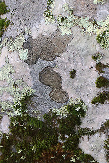 Twin Map Lichen - Rhizocarpon geminatum Habitat: Growing on rocks beside a stream
https://www.jungledragon.com/image/75763/twin_map_lichen_-_rhizocarpon_geminatum.html
https://www.jungledragon.com/image/75762/twin_map_lichen_-_rhizocarpon_geminatum.html Fall,Geotagged,Rhizocarpon geminatum,Twin Map Lichen,United States