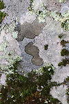 Twin Map Lichen - Rhizocarpon geminatum Habitat: Growing on rocks beside a stream<br />
https://www.jungledragon.com/image/75763/twin_map_lichen_-_rhizocarpon_geminatum.html<br />
https://www.jungledragon.com/image/75762/twin_map_lichen_-_rhizocarpon_geminatum.html Fall,Geotagged,Rhizocarpon geminatum,Twin Map Lichen,United States