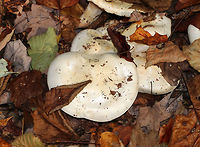 Hygrophorus sordidus Cap: 5-8 cm; nearly flat; white with a dingy center<br />
<br />
Gills: Distant; white; attached and slightly decurrent<br />
<br />
Stem: Dry; whitish<br />
<br />
Habitat: Deciduous forest (oak, birch, beech, hickory, maple...)<br />
https://www.jungledragon.com/image/75769/hygrophorus_sordidus.html<br />
https://www.jungledragon.com/image/75768/hygrophorus_sordidus.html<br />
https://www.jungledragon.com/image/75767/hygrophorus_sordidus.html Fall,Geotagged,Hygrophorus sordidus,United States,fungus,hygrophorus,mushroom