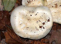 Hygrophorus sordidus Cap: 5-8 cm; nearly flat; white with a dingy center<br />
<br />
Gills: Distant; white; attached and slightly decurrent<br />
<br />
Stem: Dry; whitish<br />
<br />
Habitat: Deciduous forest (oak, birch, beech, hickory, maple...)<br />
https://www.jungledragon.com/image/75768/hygrophorus_sordidus.html<br />
https://www.jungledragon.com/image/75769/hygrophorus_sordidus.html<br />
https://www.jungledragon.com/image/75766/hygrophorus_sordidus.html Fall,Geotagged,Hygrophorus sordidus,United States